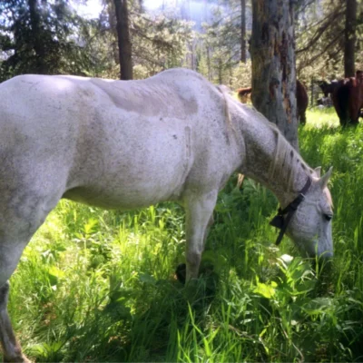 Beautiful horse grazes, on a sunny day in Wyoming.