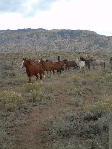 Giddyup