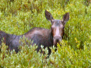 Omnibus Public Lands Management Act Hits Obama’s Desk