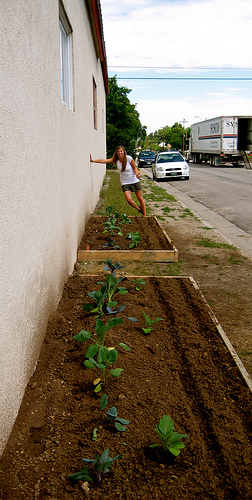 Sustainability and Sunflowers