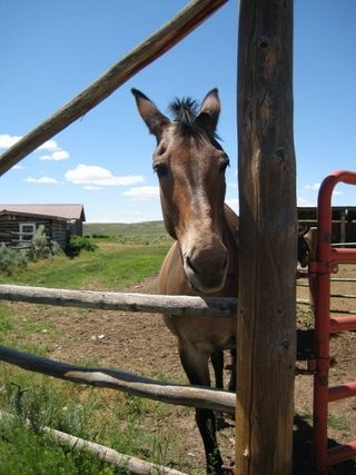 Horsin’ Around at Three Peaks Ranch