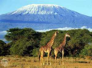 Mount Kilimanjaro Alumni Trip Reaches Africa’s Top