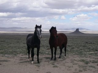 Red_desert Red_desert