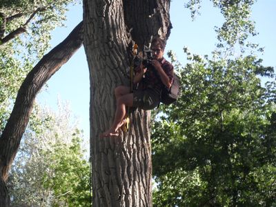 Duba Tree Duba Tree