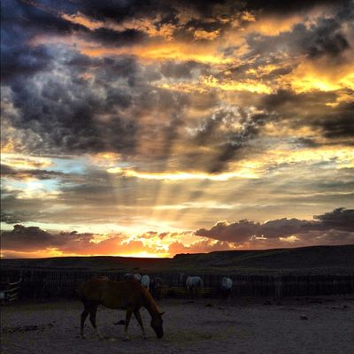 Sunsethorse