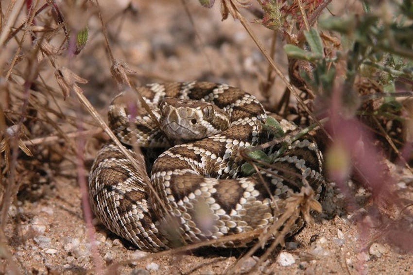 Rattlesnake in its natural habitat Rattlesnake in its natural habitat