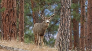 Deer from Shutterstock-898095-edited.jpg