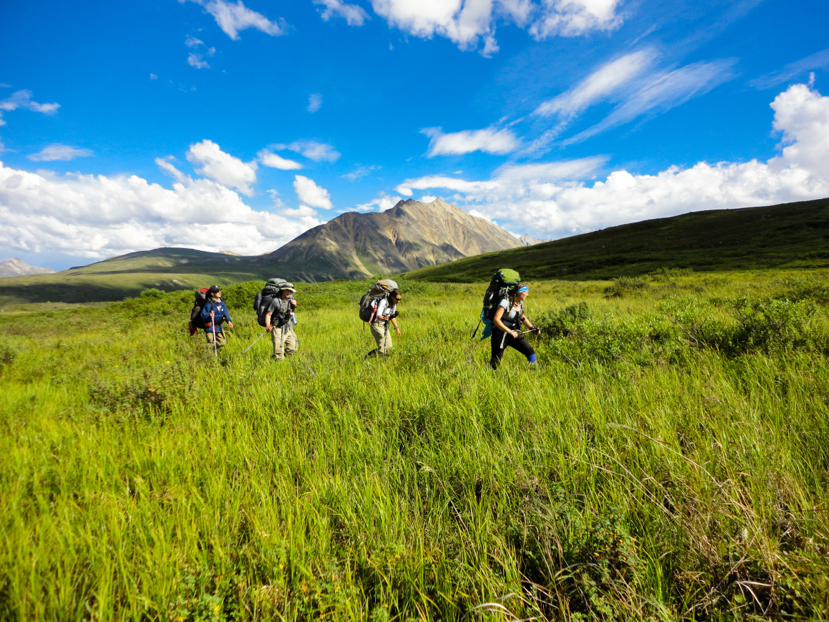 four adults walking through knee high green grass with blue skies and mountains in the distance
