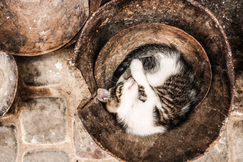 Cat nap