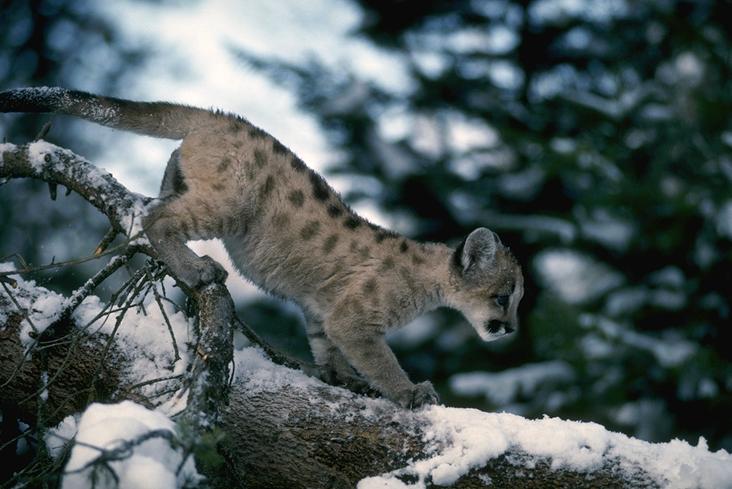 Mountain Lion Cub