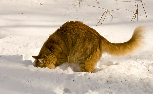 Cat Digging