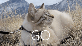 Go adventure