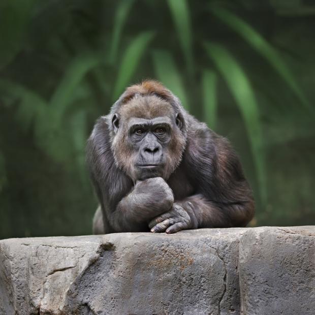 gorilla-meme