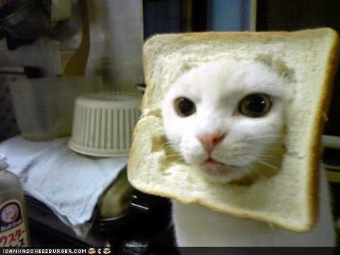 Cat snack