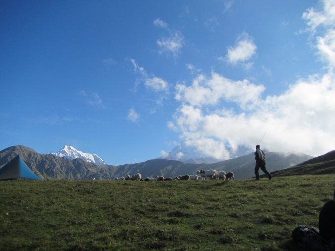A gap year student with a herd of goats in the mountains