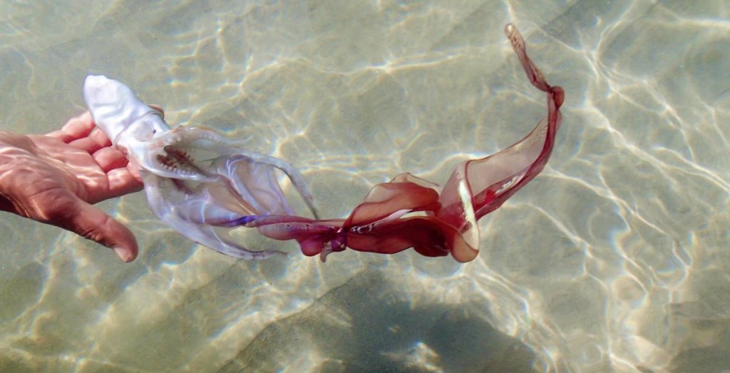 squid-baja-alisha-bube