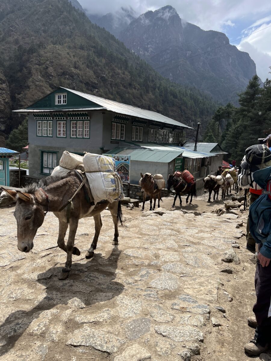 Heavily encumbered pack mules make their way through a small town  on stone streets with the Himalayas standing tall in the background.