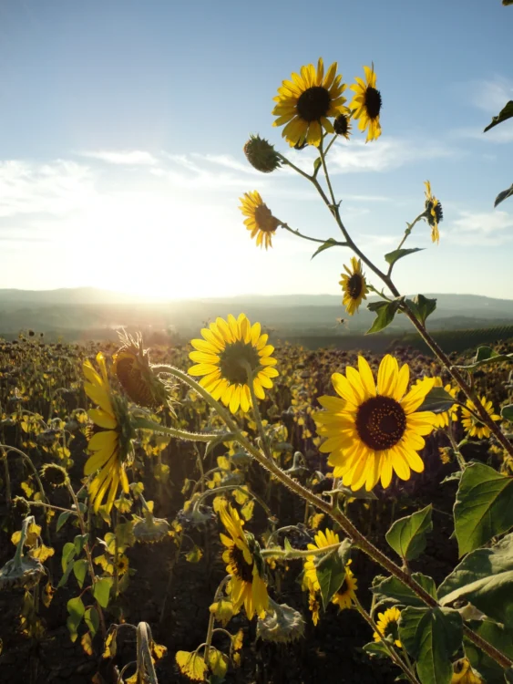 Hiking Italy’s Tuscany & Ligurian Coast – Alumni