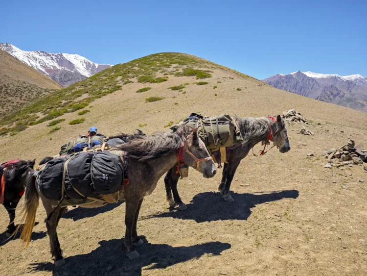 Mules stand next to the trail and rest.