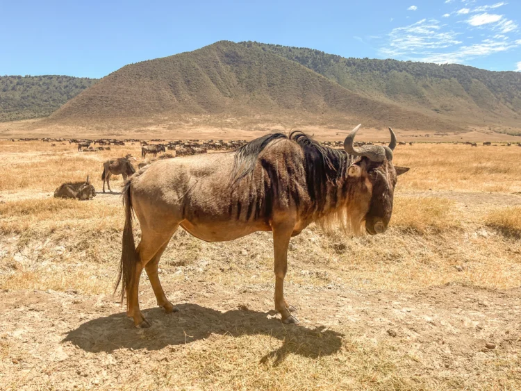 Wildebeest stands in the direct sunlight in East Africa